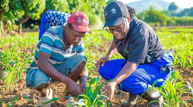 Tackling fall armyworm with sustainable control practices