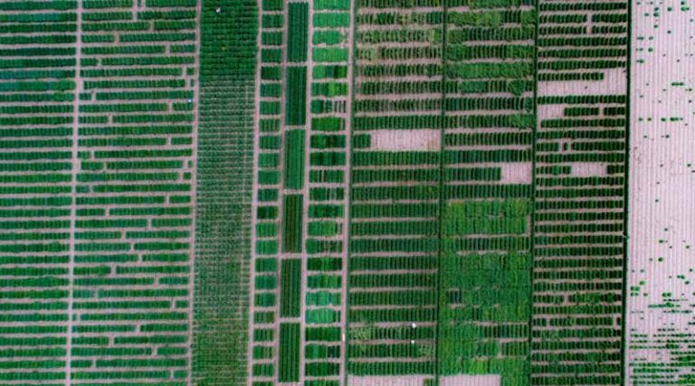 CGIAR scientists ranked in top 0.1 percent of global researchers