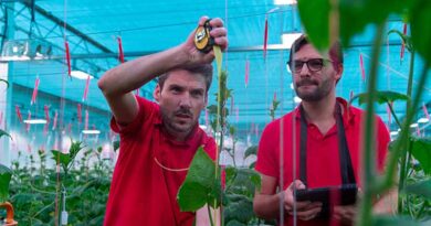 Plant measurements in our TCHT: numbers tell the tale