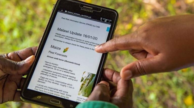 African smallholder farmers benefit from reduced crop losses and higher incomes from a novel pest alert service