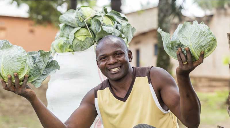 Watch out for these five cabbage pests