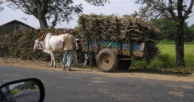 Sugarcane crushing in Haryana to reach 416 lakh quintals in 2023-24: Cooperative Minister