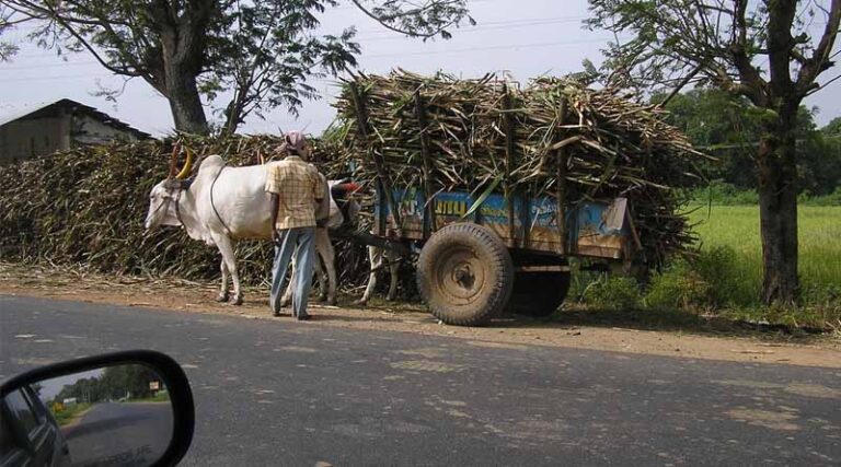 Sugarcane crushing in Haryana to reach 416 lakh quintals in 2023-24: Cooperative Minister