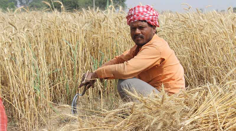 Use of Nano Urea decreases Wheat yield by 20%: PAU