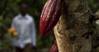 Incentivizing Site-Specific Agronomic Management Of Smallholder Cocoa Farms