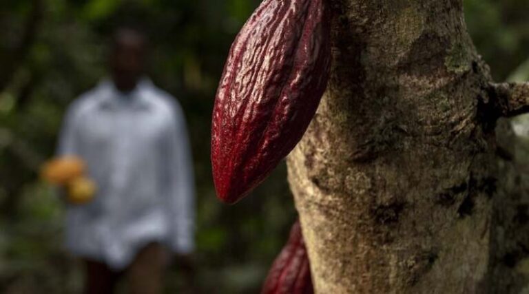 Incentivizing Site-Specific Agronomic Management Of Smallholder Cocoa Farms