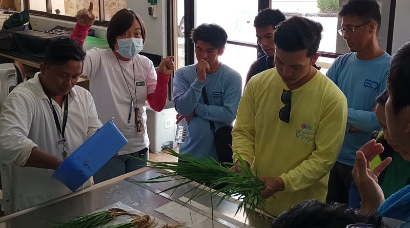 BASF and IRRI join forces to reduce carbon footprint of rice