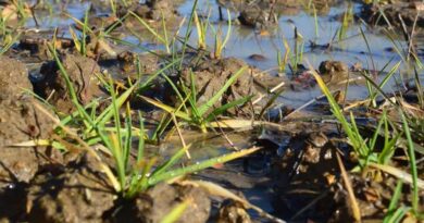 Early PGR to promote root recovery