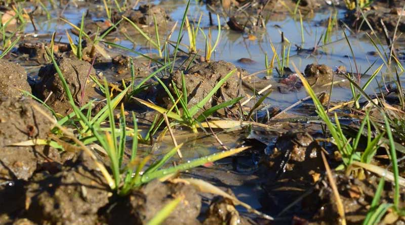 Early PGR to promote root recovery