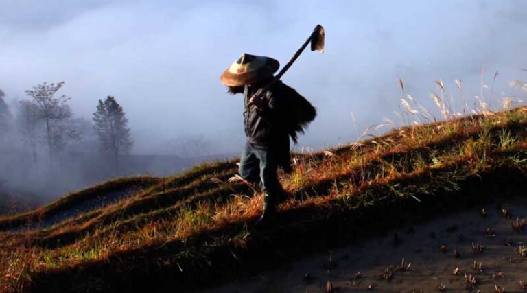 FAO Food Price Index declines in December