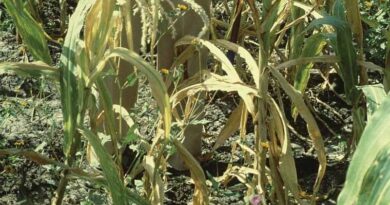 Combatting maize lethal necrosis in Zimbabwe
