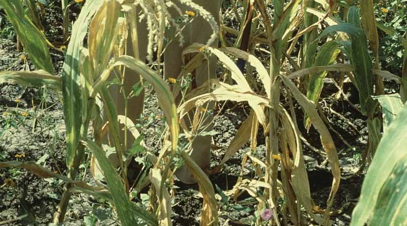 Combatting maize lethal necrosis in Zimbabwe