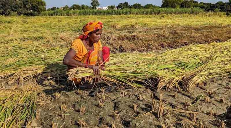Science our best bet to fight and beat food insecurity