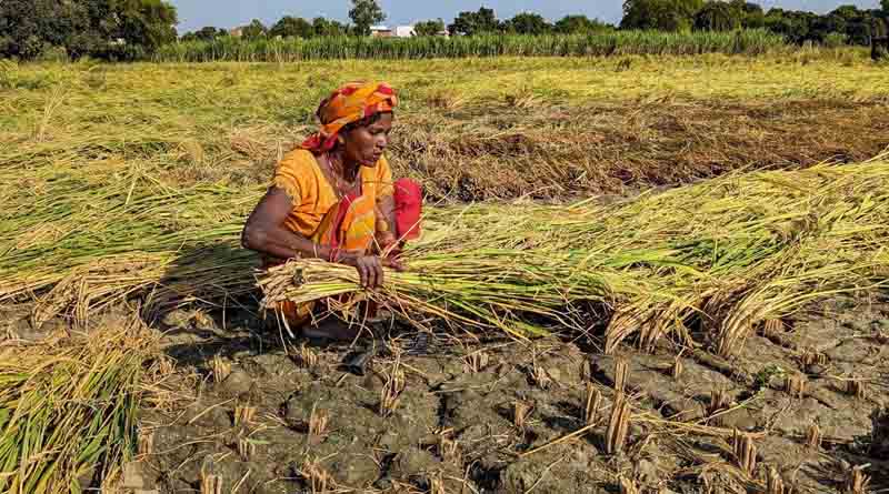 Science our best bet to fight and beat food insecurity