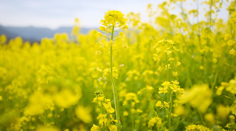 Regulatory process adopted for scrutinizing GM crops in India robust: FSII