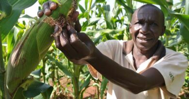 Nigeria approves commercial release of GM maize varieties