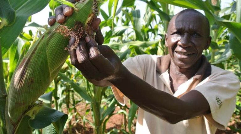 Nigeria approves commercial release of GM maize varieties