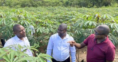 CABI’s communications campaign aids the fight against Cassava Brown Streak Disease in Zambia