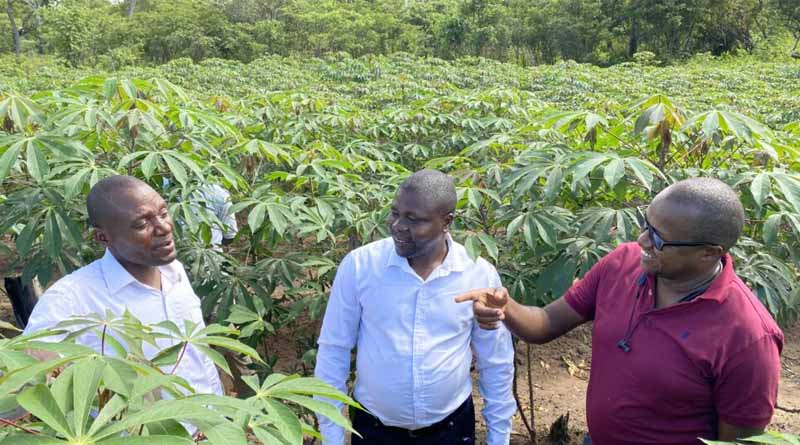 CABI’s communications campaign aids the fight against Cassava Brown Streak Disease in Zambia