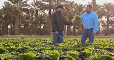 Do You Know How to Identify Downy Mildew in Lettuce?