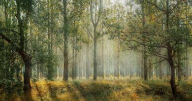 Vietnam earns 51.5 mln USD from first forest carbon credit sale