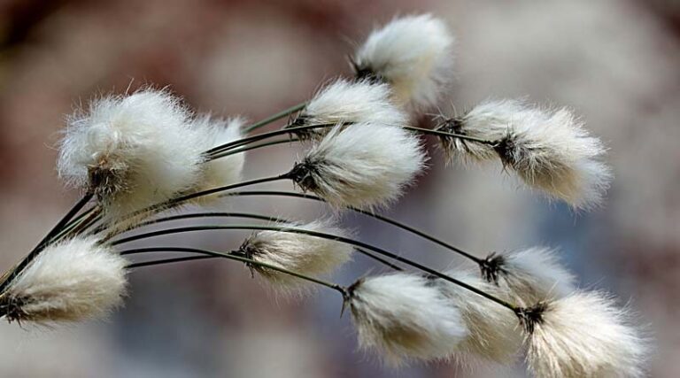 The 2023 National Unified Rice and Cotton Test Review Meeting was held in Guangdong