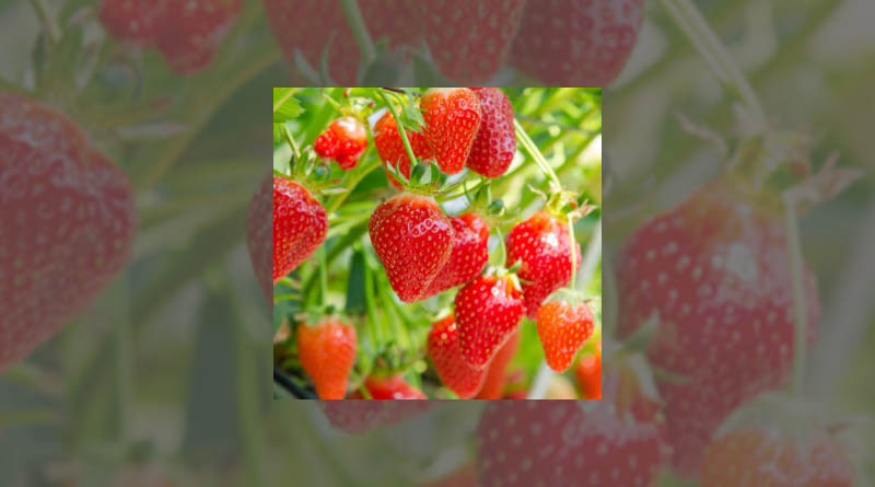 A Sustainable Market – About Sustainable Agriculture