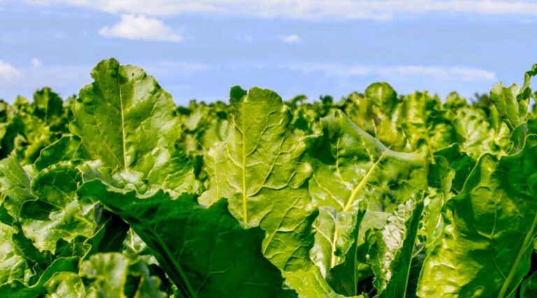 DLF to close the R&D site in landskrona, sweden