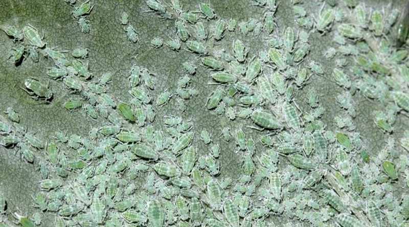 Mealy Plum Aphid: An Overview