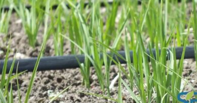 Netafim is featured in Sustainable Brands: Helping Build Resilience in Rice Production