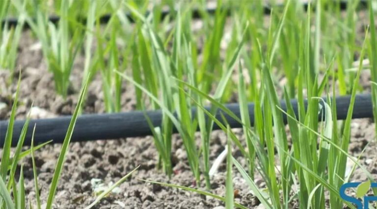 Netafim is featured in Sustainable Brands: Helping Build Resilience in Rice Production