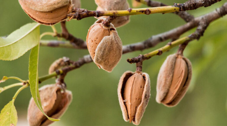 Cracking Open New Markets for California Almonds