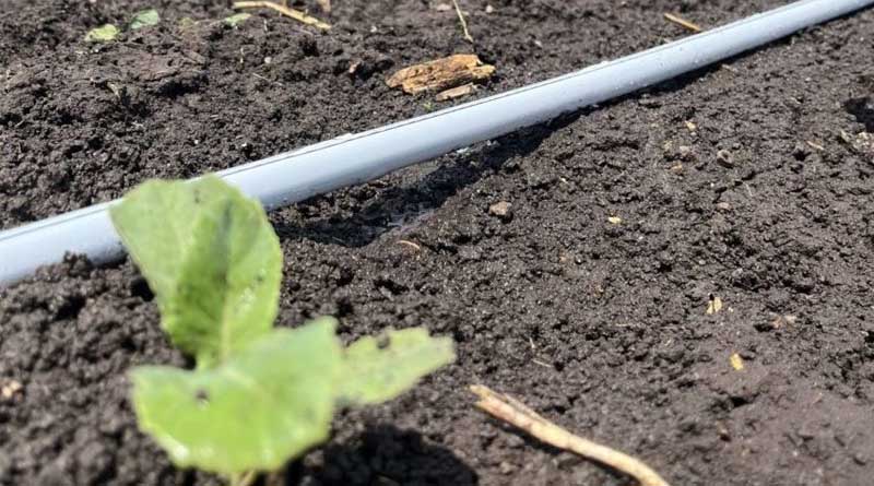 More environmentally friendly Rivulis T-Tape White, the ultimate trusted performance