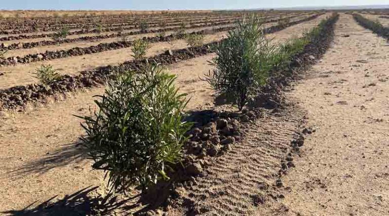 Native species restoring degraded silvopastoral systems in dry regions