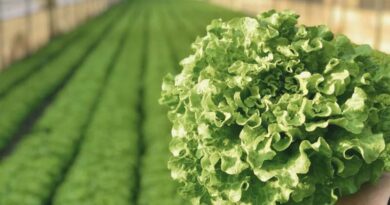 Dedicated to Downy Mildew Resistance in Leafy Vegetables