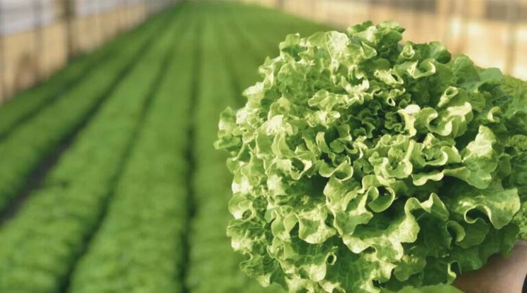Dedicated to Downy Mildew Resistance in Leafy Vegetables