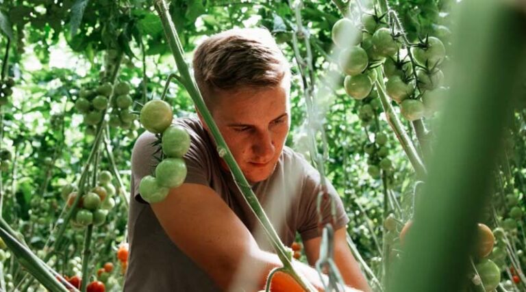 German organic growers tackle challenges by innovating