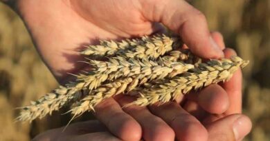 ADAMA Launches Five New Cereal Fungicide Products in Europe