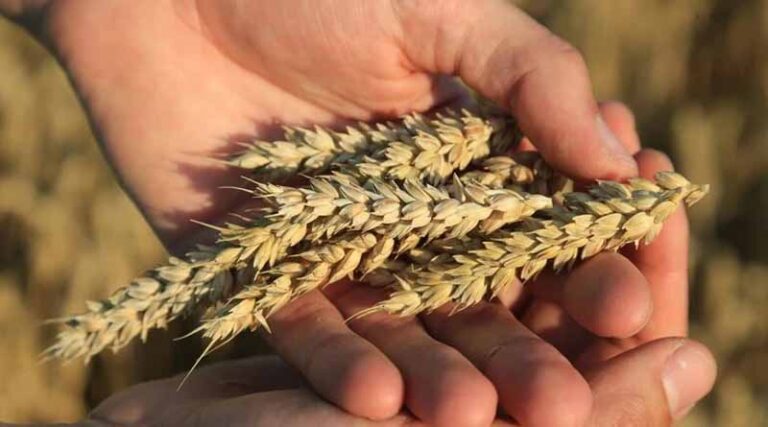 ADAMA Launches Five New Cereal Fungicide Products in Europe