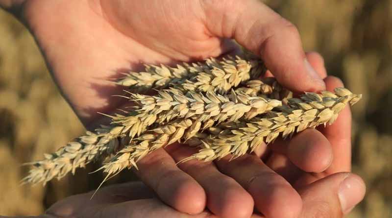 ADAMA Launches Five New Cereal Fungicide Products in Europe