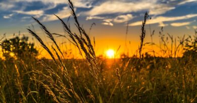 New agricultural business entities maintain good development momentum
