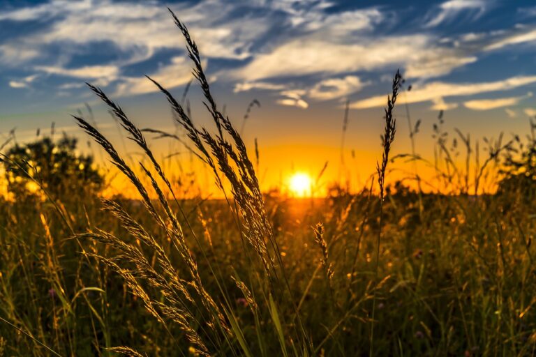 New agricultural business entities maintain good development momentum