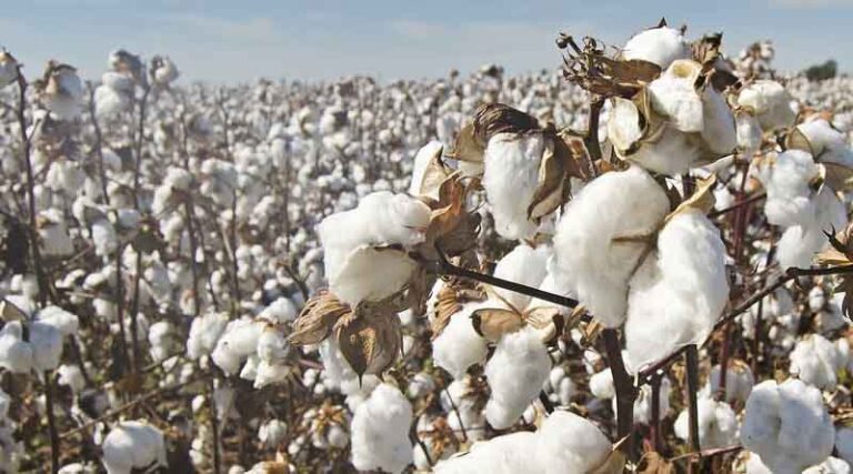 Efforts to protect BT cotton from pink bollworm in Rajasthan, workshops to be held in 124 gram panchayats