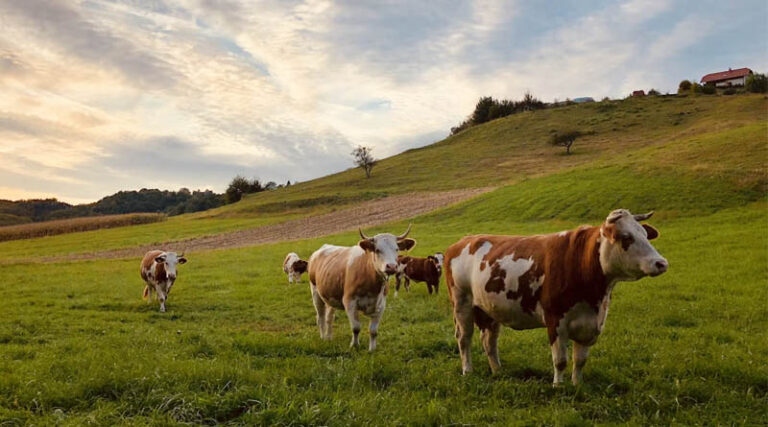 Bill Gates Invests in Innovative Companies to Tackle Greenhouse Gas Emissions from Fats and Oils