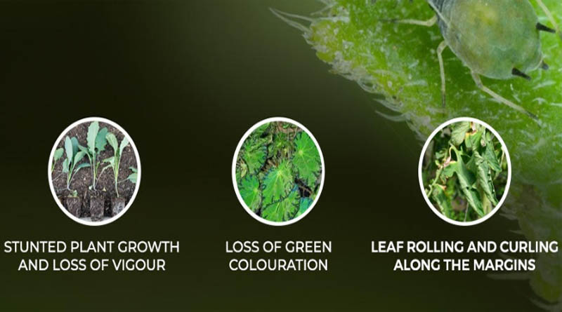 Best practices for protecting crops from Aphid Infestation
