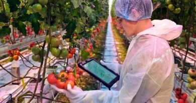 AI Accelerates Tomato Research Faster, Provides More Data to Growers
