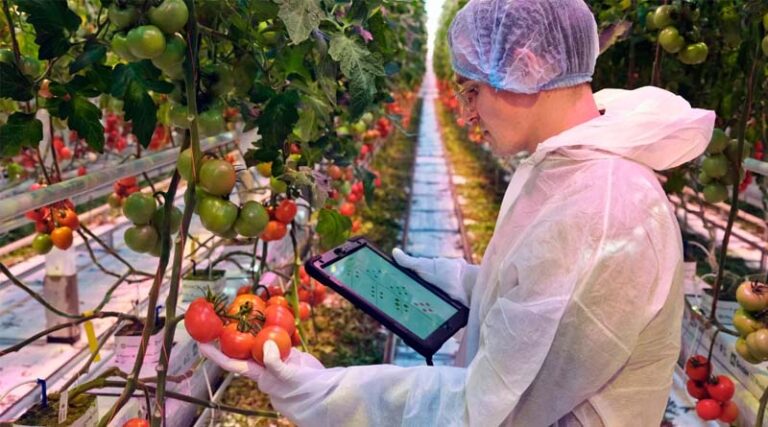 AI Accelerates Tomato Research Faster, Provides More Data to Growers