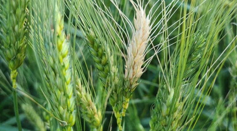 Wheat blast spread globally under climate change modeled for the first time