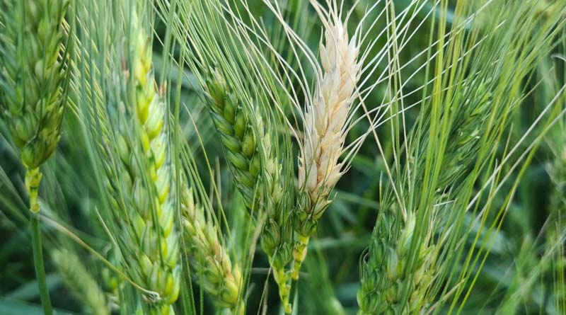 Wheat blast spread globally under climate change modeled for the first time