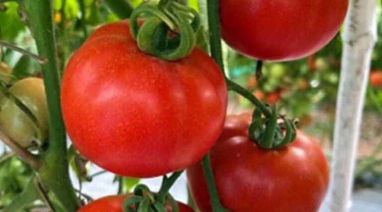 Ayaan Tomato: A Versatile and High-Yielding Variety by Syngenta